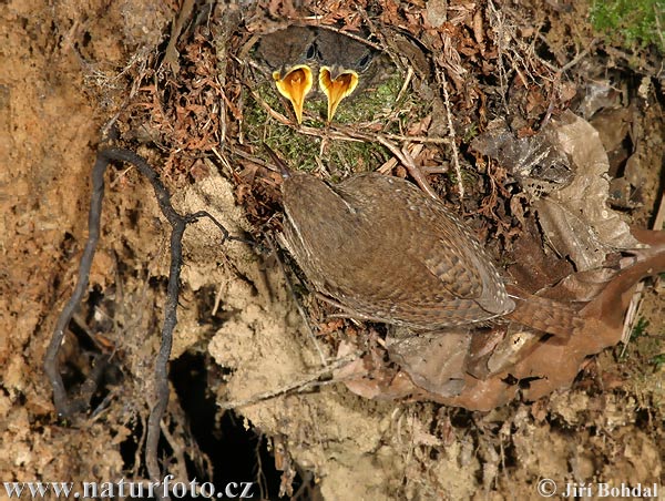 Troglodyte mignon