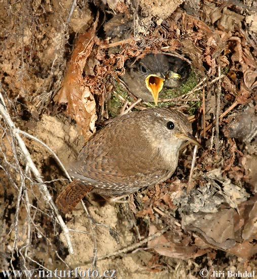 Troglodytes troglodytes