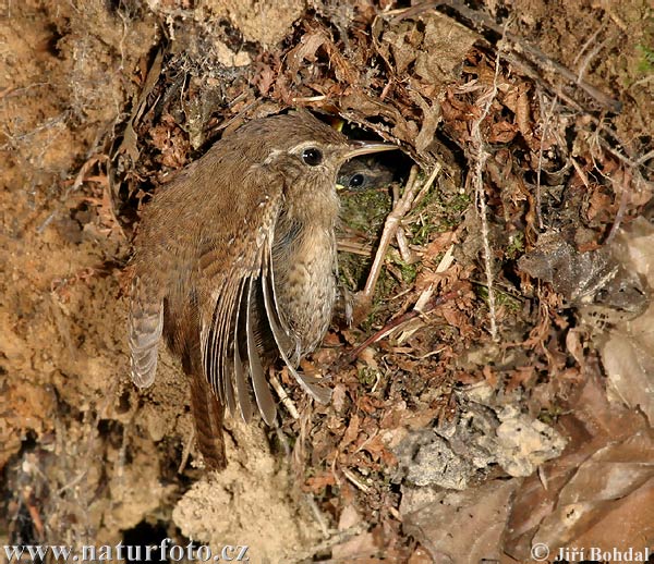 Troglodytes troglodytes