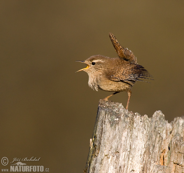 Troglodytes troglodytes