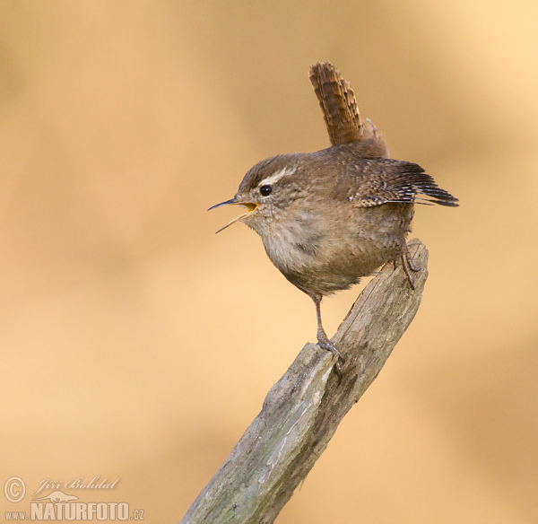 Troglodytes troglodytes