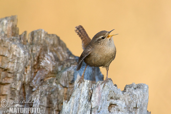 Troglodytes troglodytes