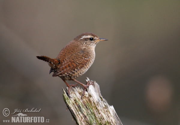 Troglodytes troglodytes