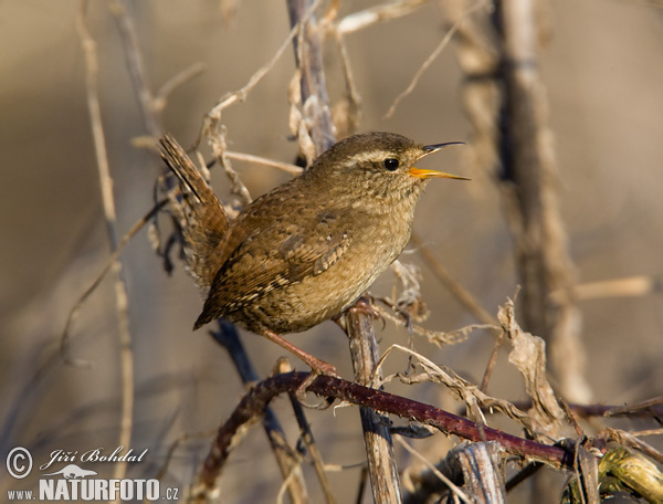 Troglodytes troglodytes