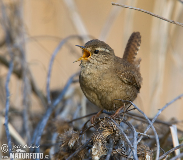 Troglodytes troglodytes