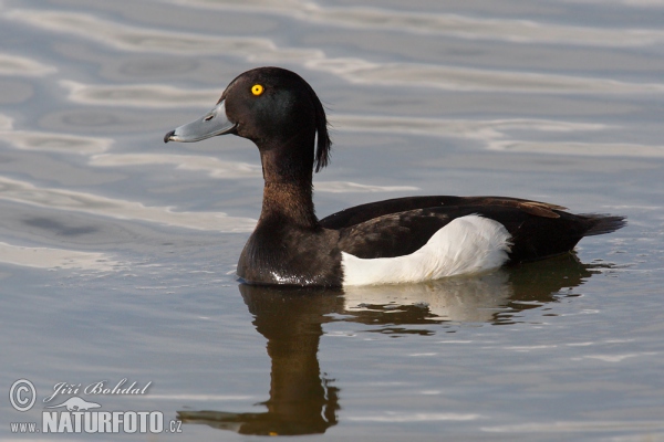 Tufted Duck (Aythya fuligula)