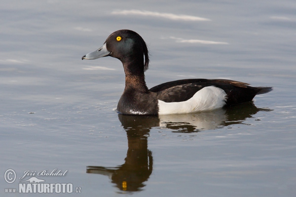 Tufted Duck (Aythya fuligula)