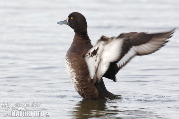 Tufted Duck (Aythya fuligula)