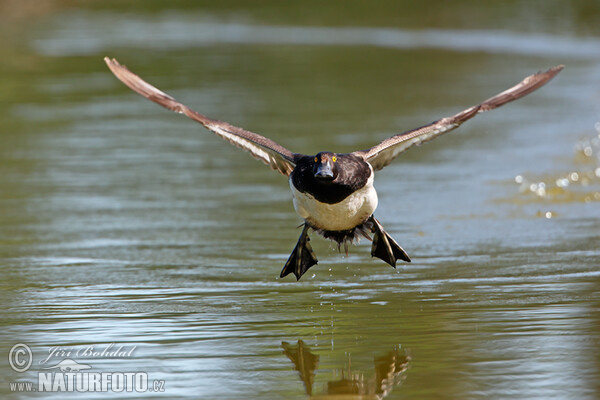 Tufted Duck (Aythya fuligula)