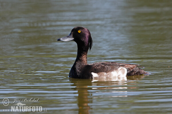 Tufted Duck (Aythya fuligula)