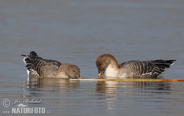 Tundra Bean Goose (Anser serrirostris)