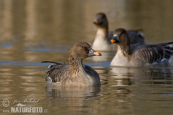 Tundra Bean Goose (Anser serrirostris)