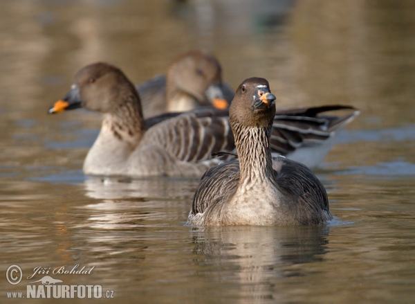 Tundra Bean Goose (Anser serrirostris)