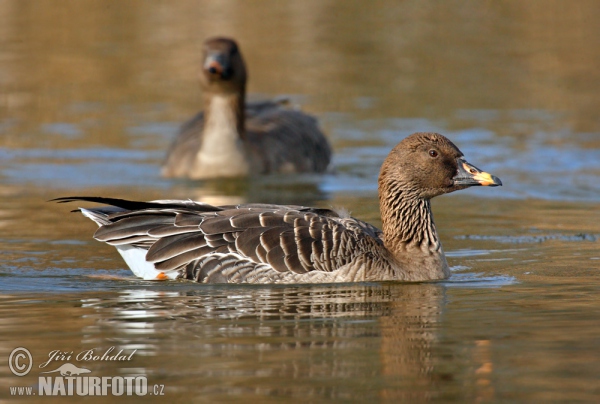 Tundra Bean Goose (Anser serrirostris)