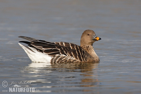 Tundra Bean Goose (Anser serrirostris)