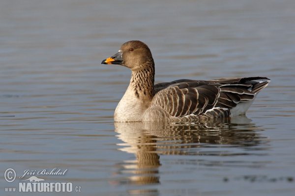 Tundra Bean Goose (Anser serrirostris)