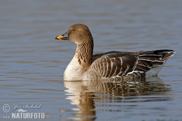 Tundra Bean Goose (Anser serrirostris)