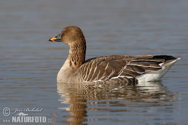 Tundra Bean Goose (Anser serrirostris)