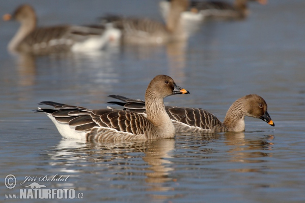 Tundra Bean Goose (Anser serrirostris)