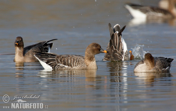 Tundra Bean Goose (Anser serrirostris)