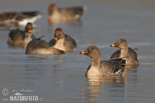 Tundra Bean Goose (Anser serrirostris)