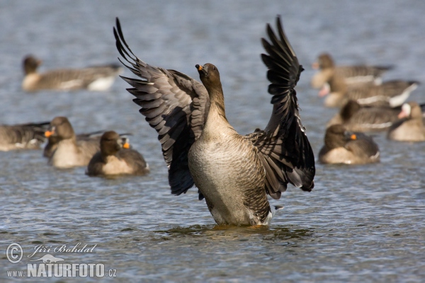 Tundra Bean Goose (Anser serrirostris)