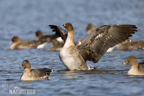 Tundra Bean Goose (Anser serrirostris)