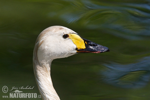 Tundra Swan (Cygnus columbianus)