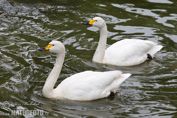 Tundra Swan (Cygnus columbianus)