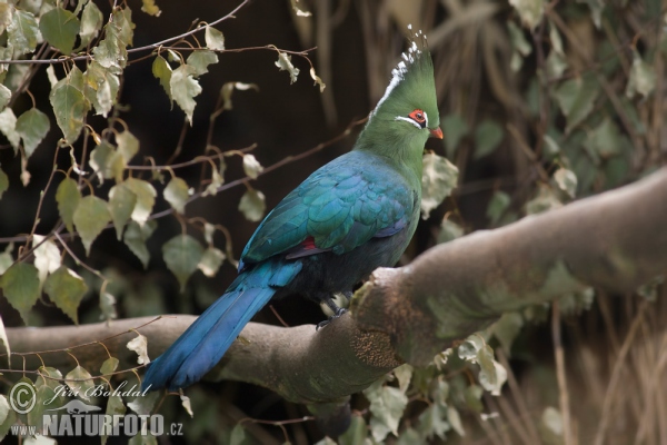 Turaco de Schalow