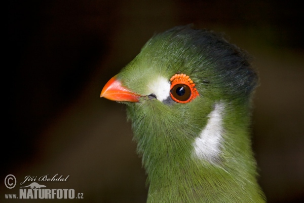 Turaco leucotis