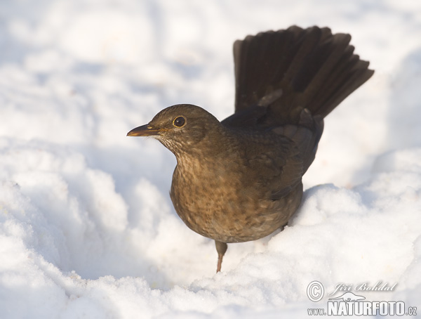 Turdus merula