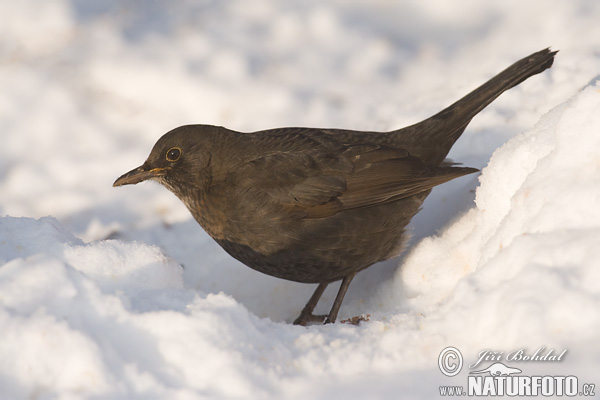 Turdus merula