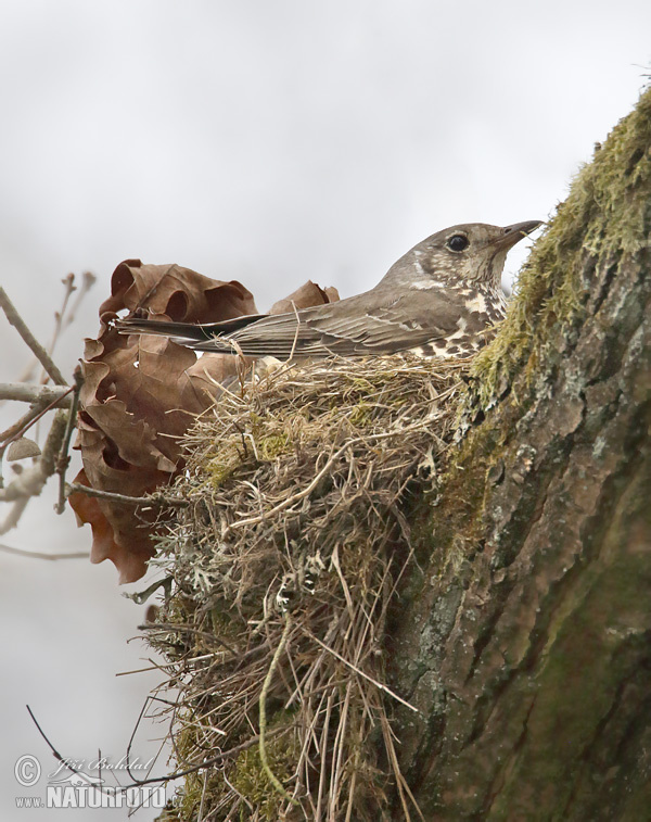 Turdus viscivorus