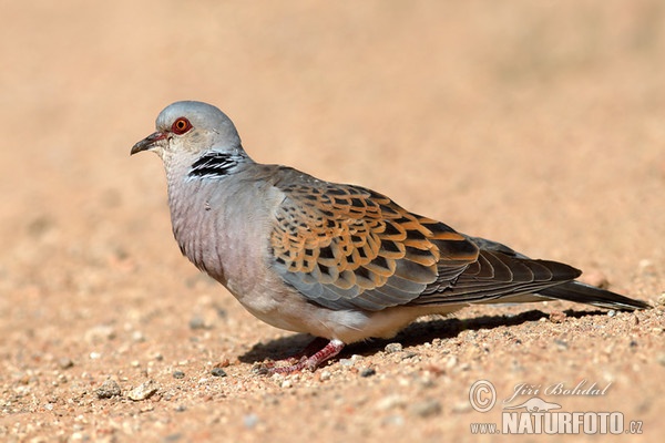 Turtle Dove (Streptopelia turtur)