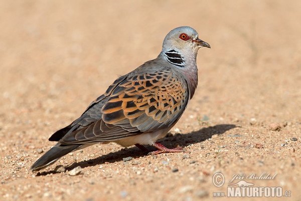 Turtle Dove (Streptopelia turtur)