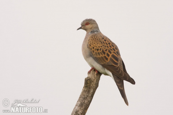 Turtle Dove (Streptopelia turtur)