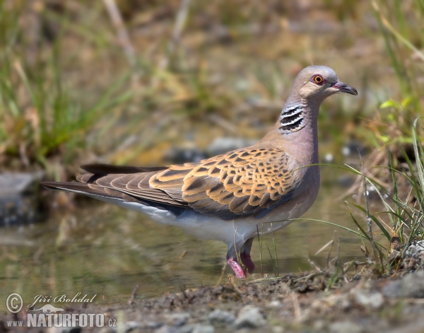 Turtle Dove (Streptopelia turtur)