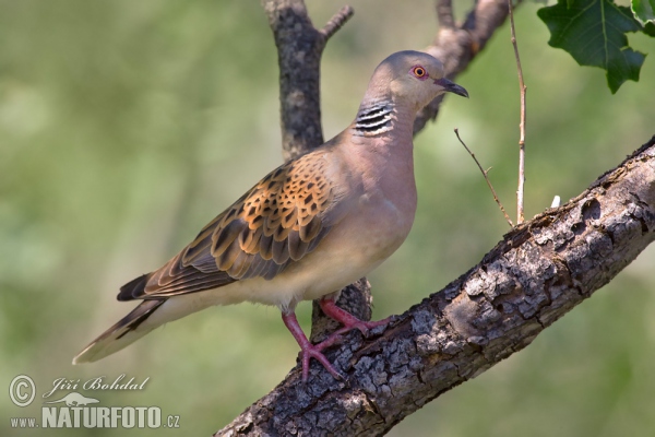 Turtle Dove (Streptopelia turtur)