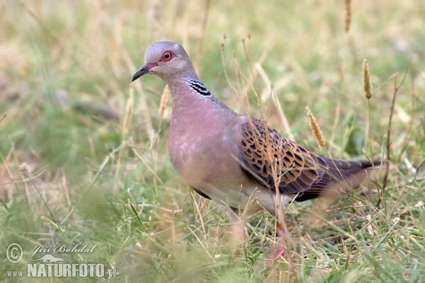 Turtle Dove (Streptopelia turtur)