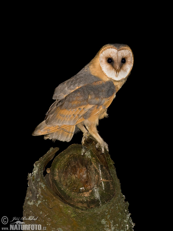 Tyto alba