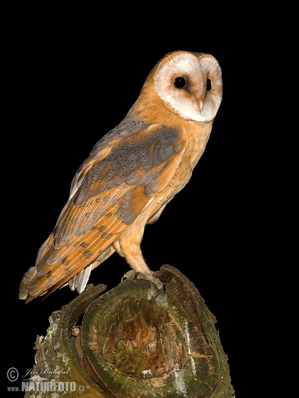 Tyto alba