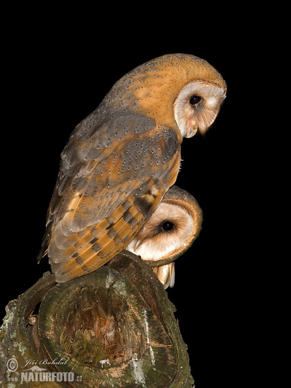 Tyto alba