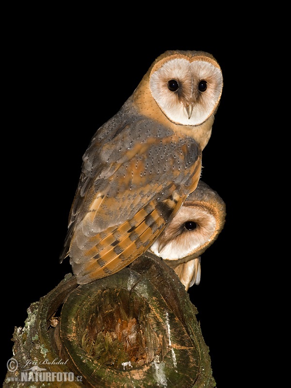 Tyto alba