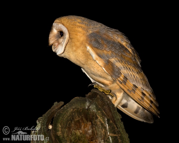 Tyto alba