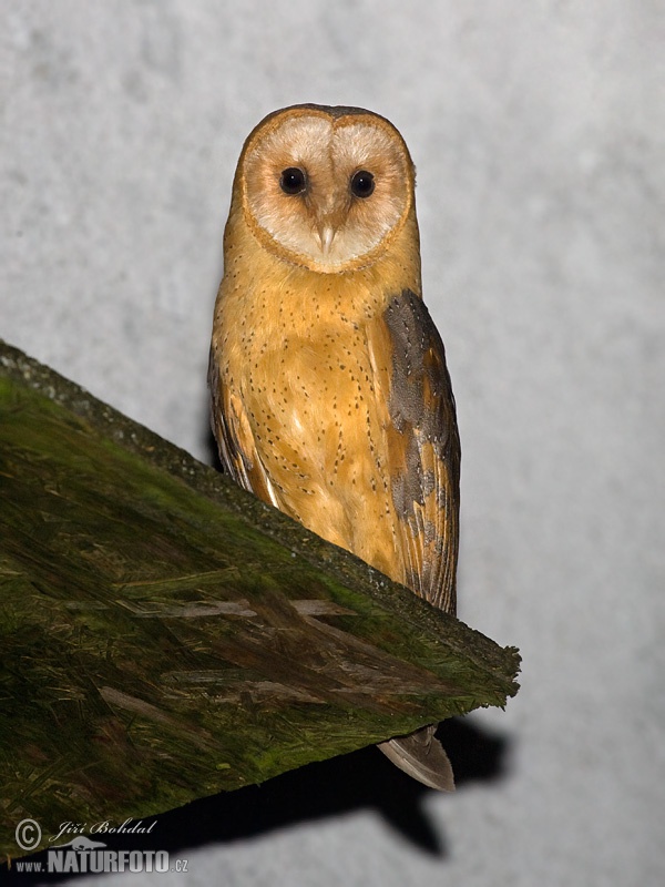 Tyto alba