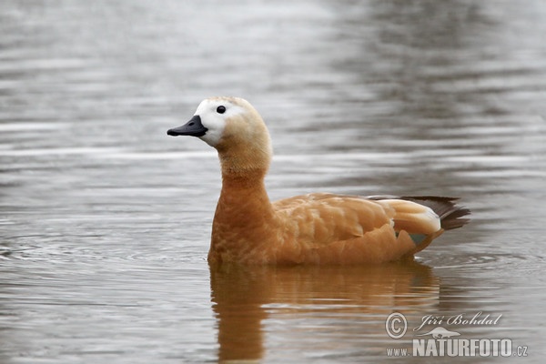 uddy Shelduck