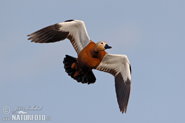 uddy Shelduck