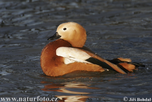 uddy Shelduck