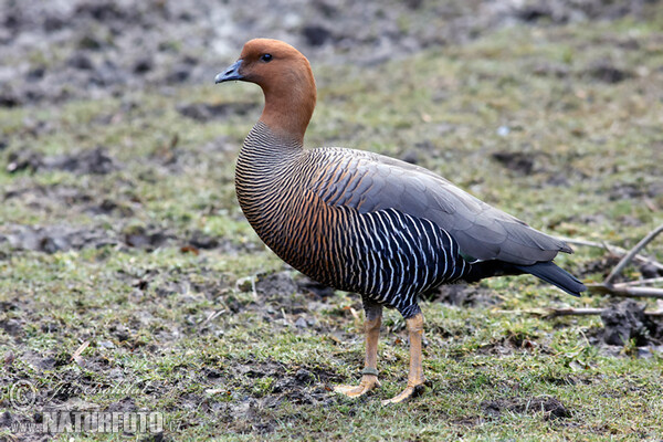 Upland Goose (Chloephaga picta)